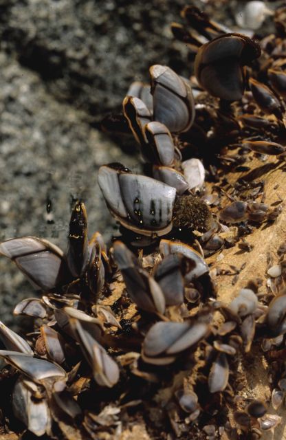 A different species of gooseneck barnacles (Lepas sp.) than seen in images fish4581and fish4582. Picture