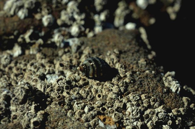 A small snail among the barnacles Picture