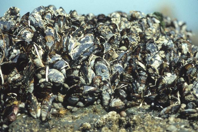A colony of mussels (Mytilus sp.) Picture