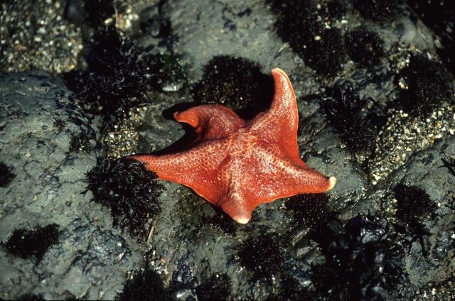 A reddish-orange bat seastar (Patiria miniata) Picture