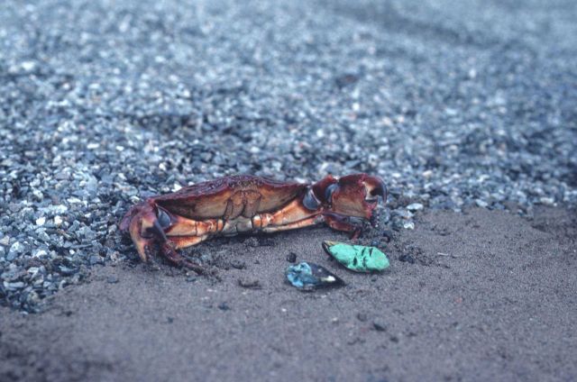 A shore crab (Cancer antennarius) in a defensive posture Picture