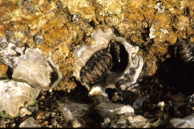 Chitons nested in an oyster shell Picture