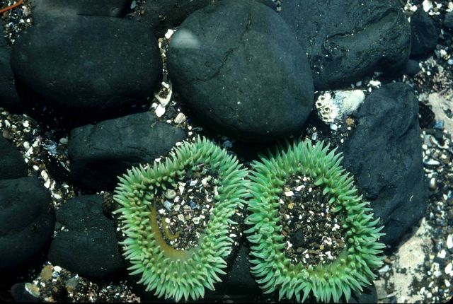 Two large green sea anemones with rounded cobbles Picture