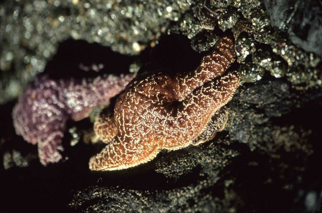 An ochre starfish (Pisaster ochraceus) with a fellow starfish below it. Picture