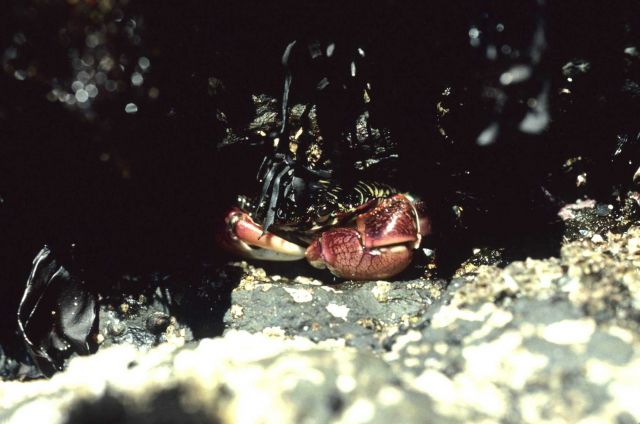 A striped shore crab (Pachygrapsus crassipes)peering out from its hiding place Picture