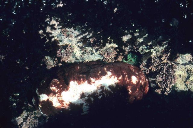 A gumboot chiton (Cryptochiton stelleri) Picture