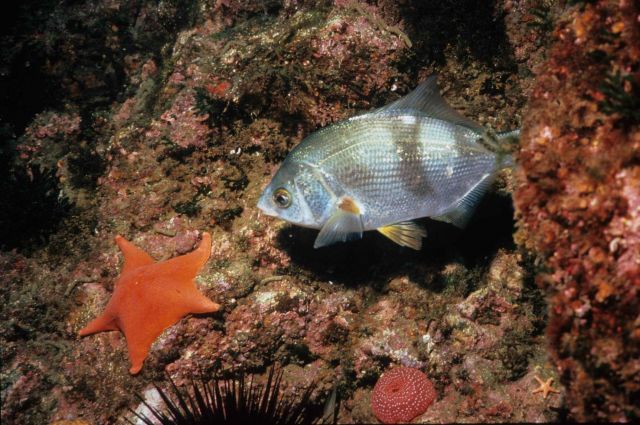 A striped surf perch (Embiotoca lateralis) and three orange seastars Picture