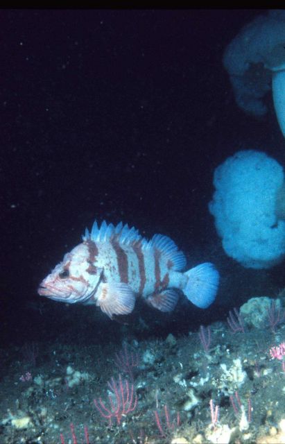 Tiger rockfish (Sebastes nigrocinctus) Picture