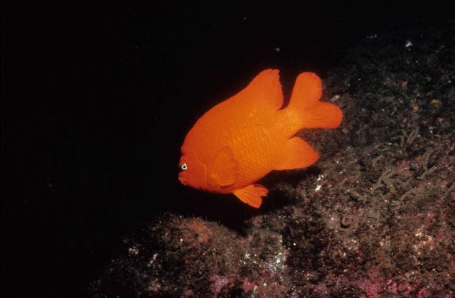 A garibaldi (Hypsypops rubicundus) Picture