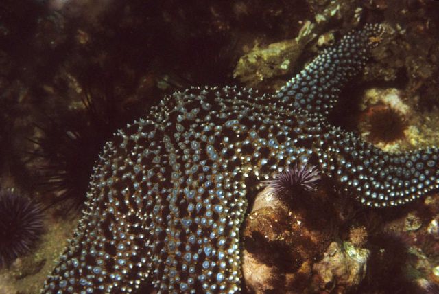 Starfish (Pisaster giganteus) Picture