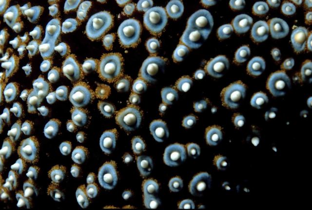 Starfish (Pisaster giganteus) Picture