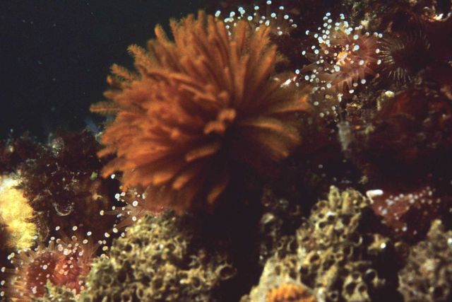 Feather duster worm Picture