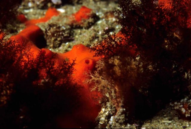 Red sponge colony Picture