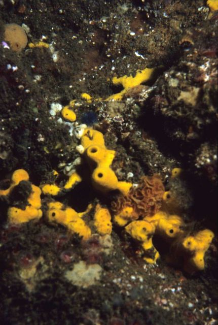 Yellow sponge colony Picture