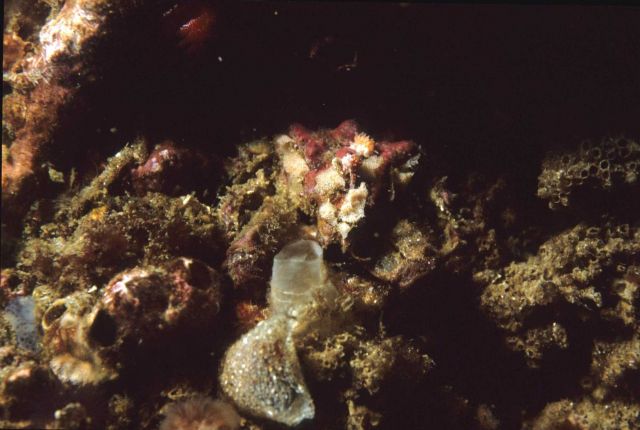 Tunicate Picture