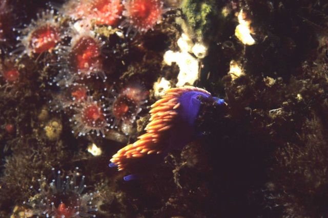 Spanish shawl elegant eolid nudibranch (Flabellinopsis iodinea) Picture