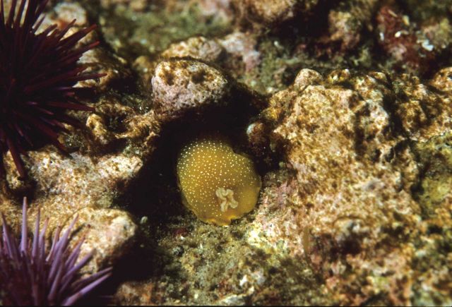 Salted dorid nudibranch (Doriopsilla albopunctata) Picture