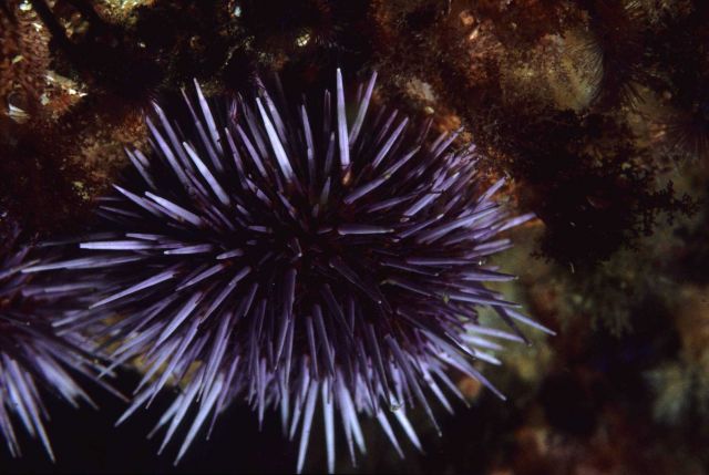 A purple sea urchin (Strongylocentrotus purpuratus) Picture