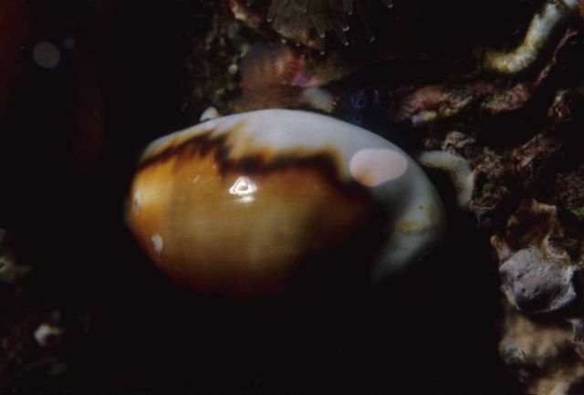 Chestnut cowry (Cypraea spadicea) Picture