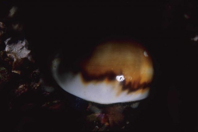 Chestnut cowry (Cypraea spadicea) Picture