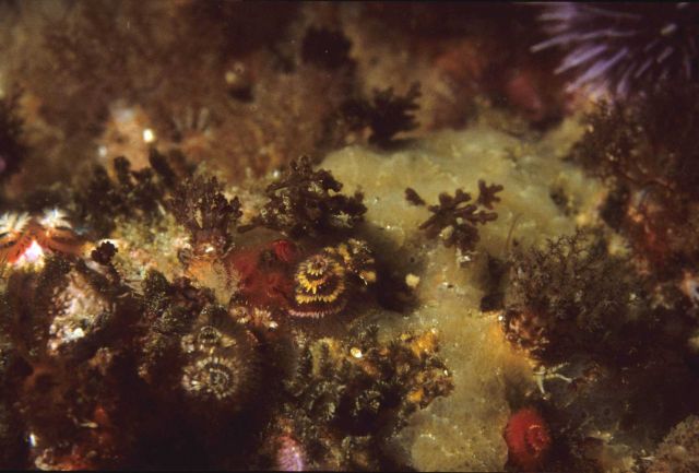 Mixed fauna with christmas tree worms (Spirobranchus gigantea) Picture