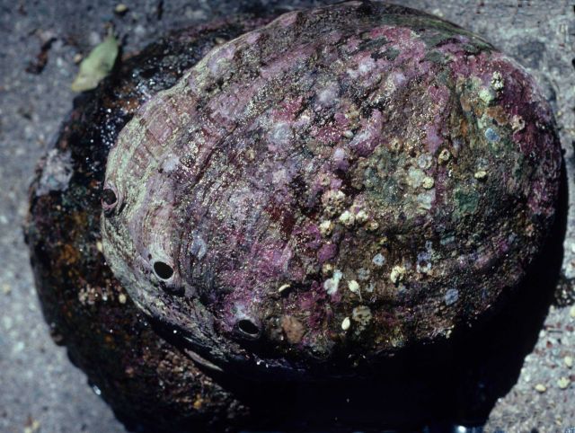 Red abalone (Haliotis rufescens) Picture