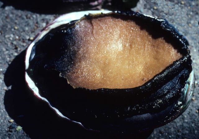 Red abalone (Haliotis rufescens) Picture