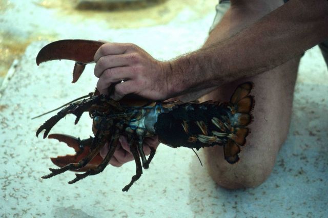 Lobster (Homarus americanus) Picture