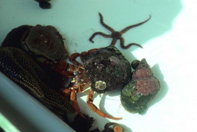 Sample tray with hermit crabs, a brittle star, crab, and starfish. Picture