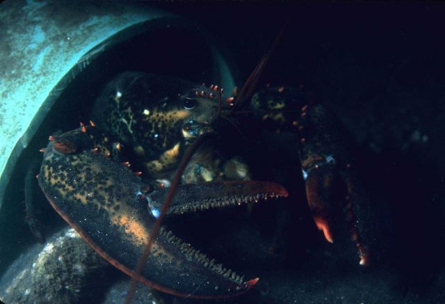Lobster (Homarus americanus) Picture