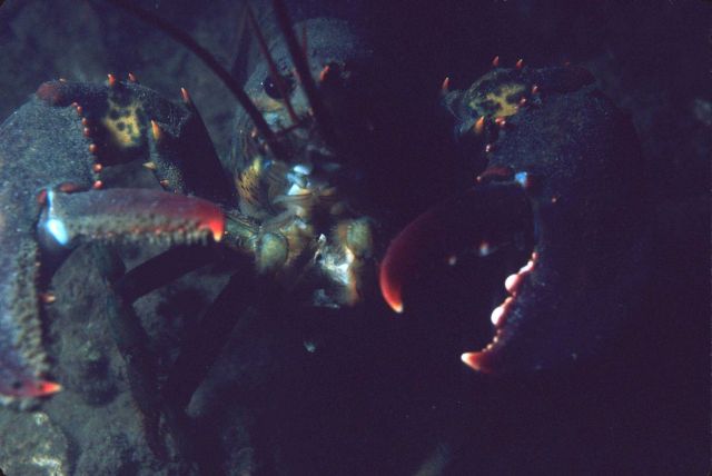 Lobster (Homarus americanus) Picture