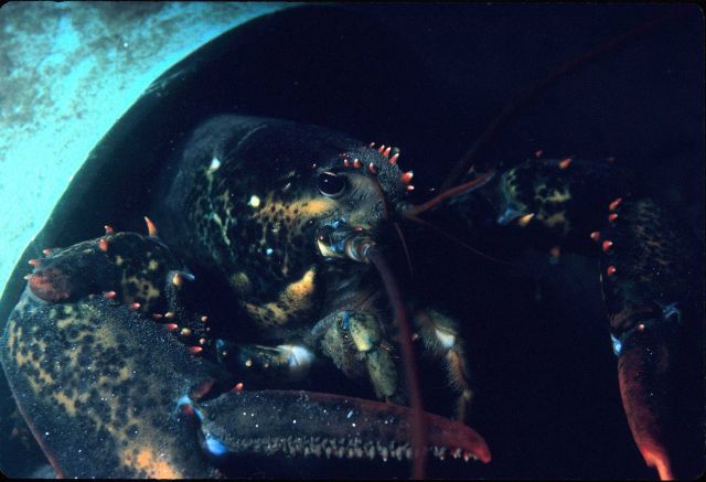 Lobster (Homarus americanus) Picture