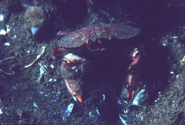 Crab Picture