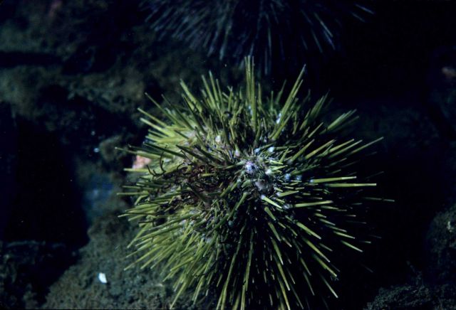A green sea urchin Picture