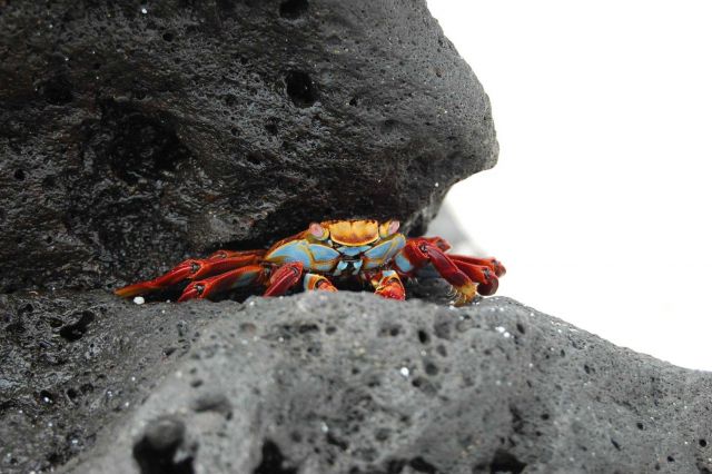 Sally Lightfoot crab on a rock ledge Picture