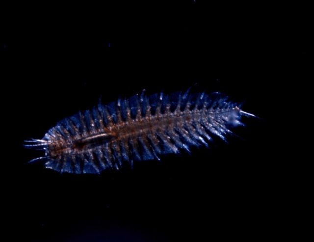Small planktonic creature p Picture