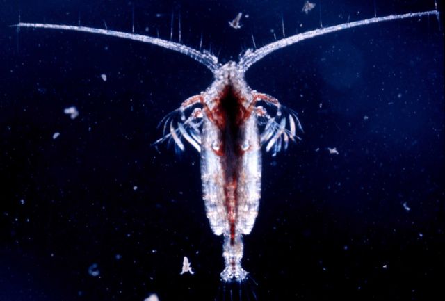 Copepod p Picture