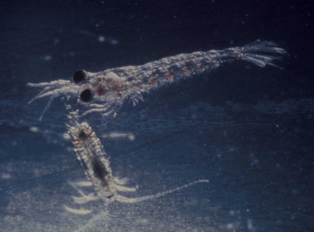 Phytoplankton Picture