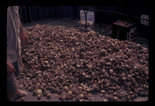 Calico scallops on deck Picture