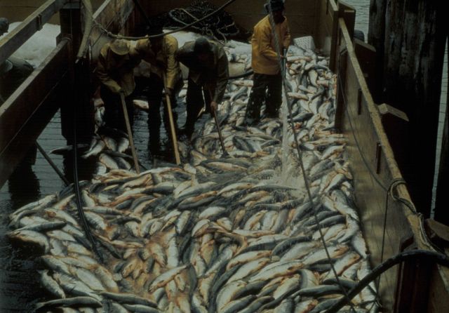 Scow load of sockeye salmon being unloaded Picture