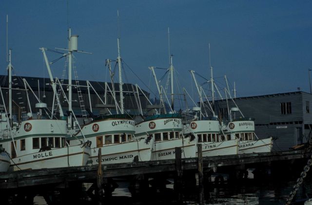 Salmon boats Picture