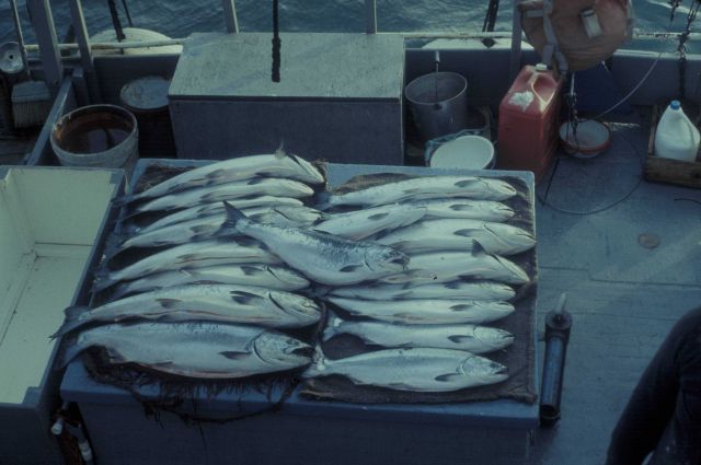 King salmon on hatch Picture