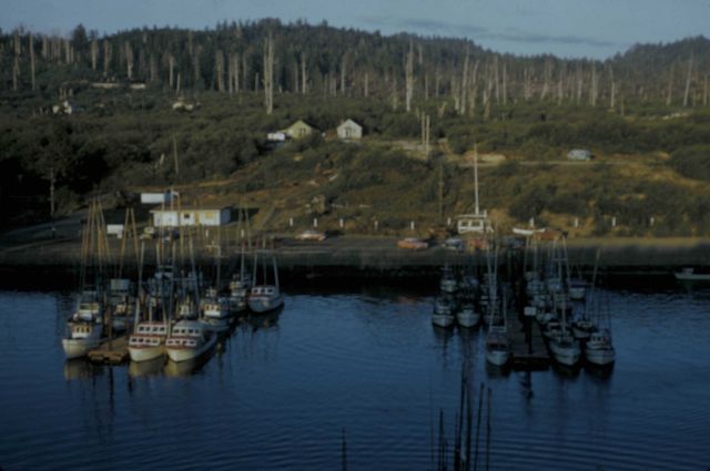Typical commercial salmon trollers and party boats Picture