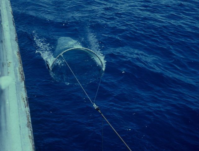 Towing net designed to capture larval and juvenile fish Picture