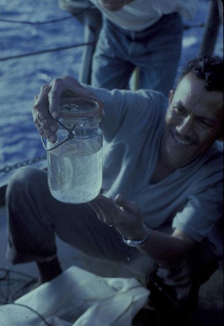 Sample obtained from plankton net tow Picture