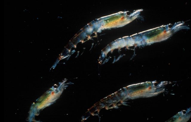 Zooplankton Picture