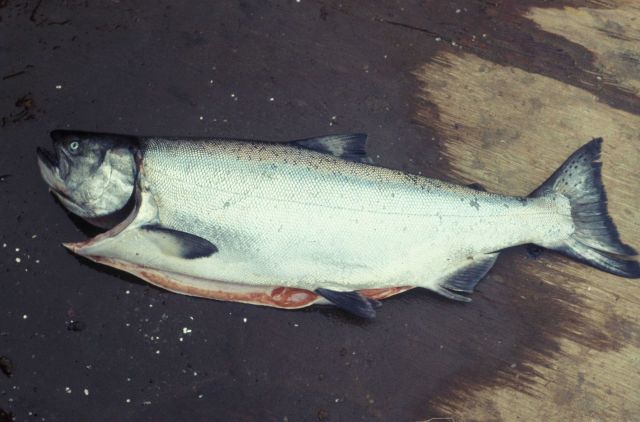 Gutted salmon Picture