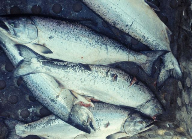 Salmon Picture