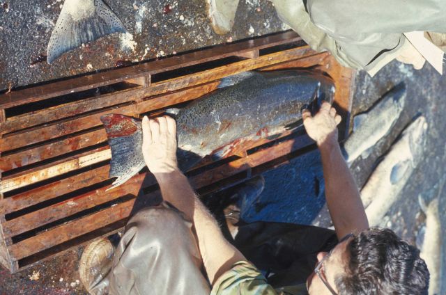 Measuring salmon at the Bonneville salmon hatchery Picture