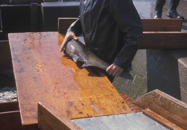 Testing salmon for ripeness at the Spring Creek Hatchery Picture